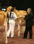 2013 World Dairy Expo - Cara Woloohijan and Wee Acres Spider Clara Bell
